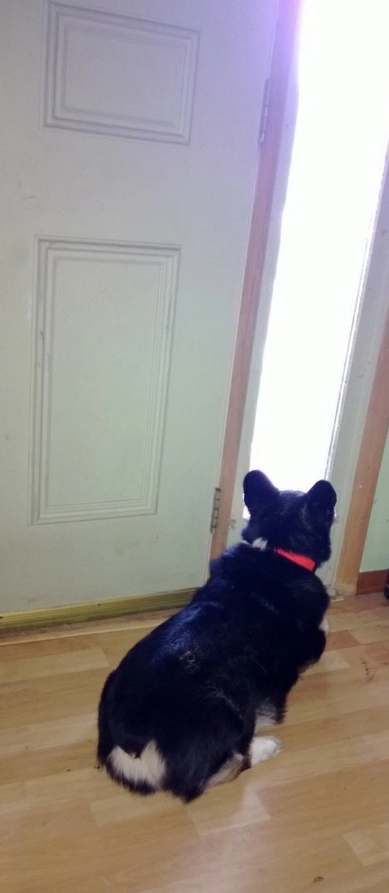 black, white, and brown pembroke corgi waiting at the door looking out the window