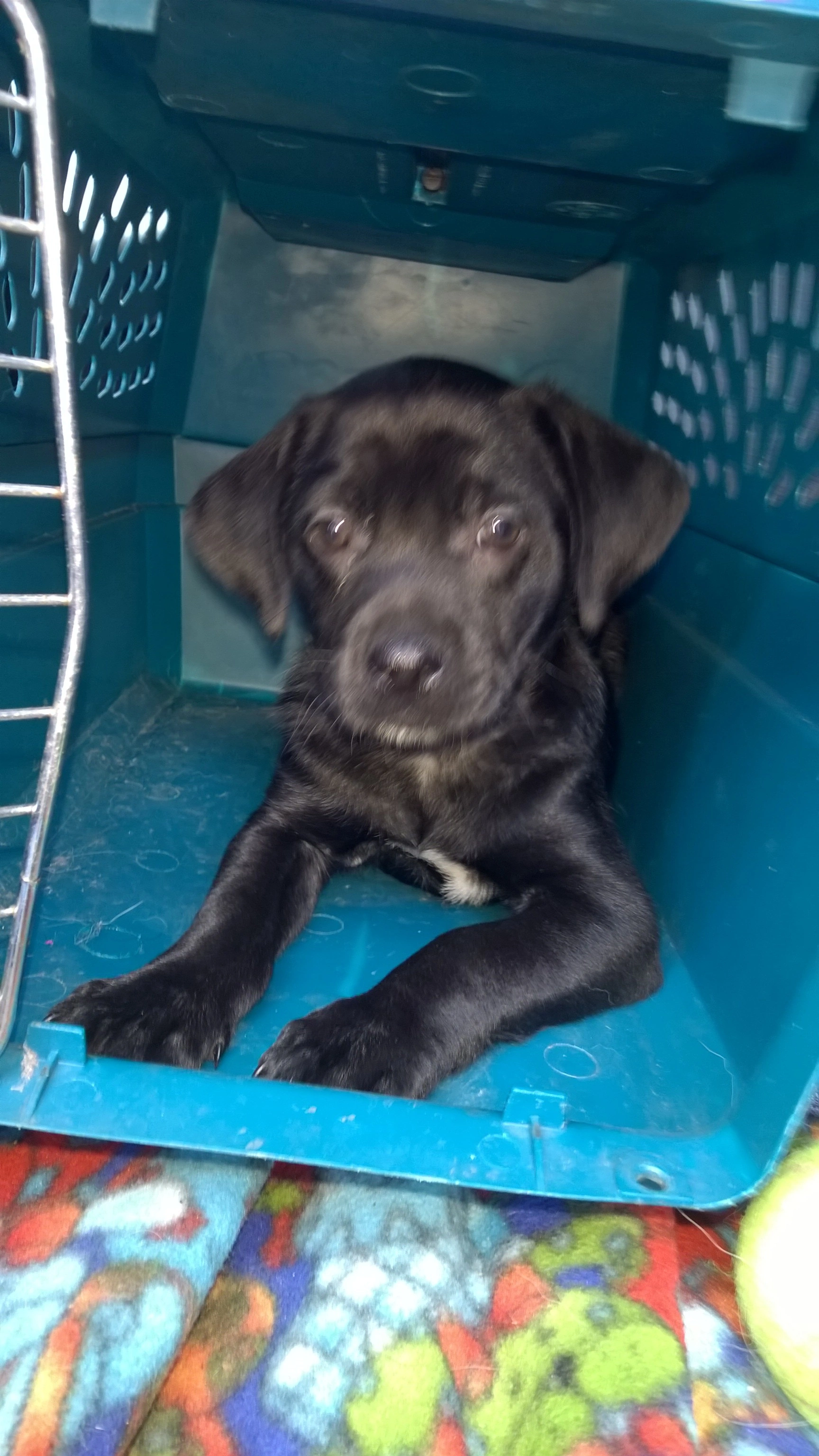 Zoe in her adoption and training crate