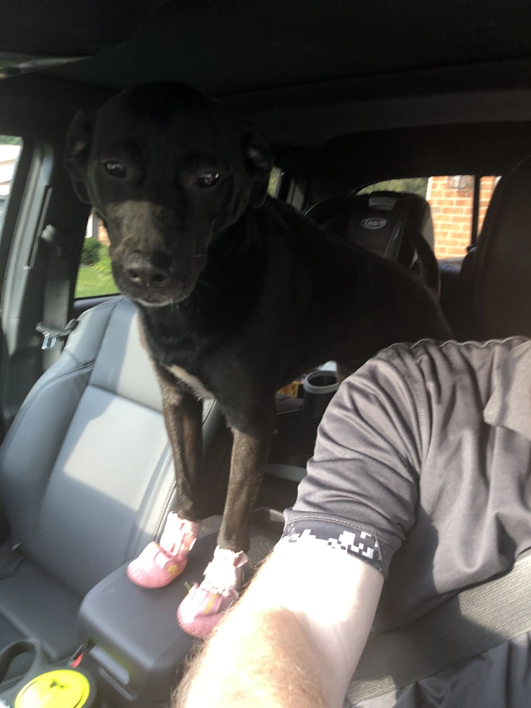 my dog Zoe in the truck wearing shoes/boots